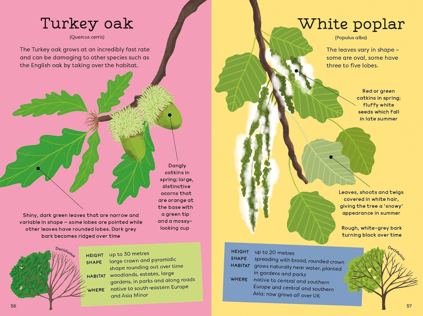 National Trust: Out and About: Tree Explorer: A children's guide to 60 different trees