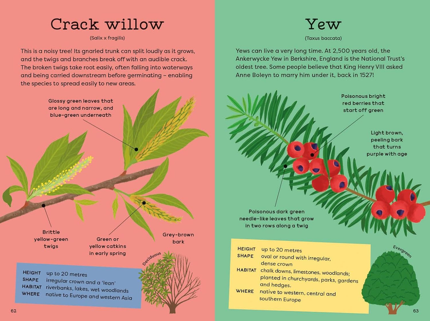 National Trust: Out and About: Tree Explorer: A children's guide to 60 different trees