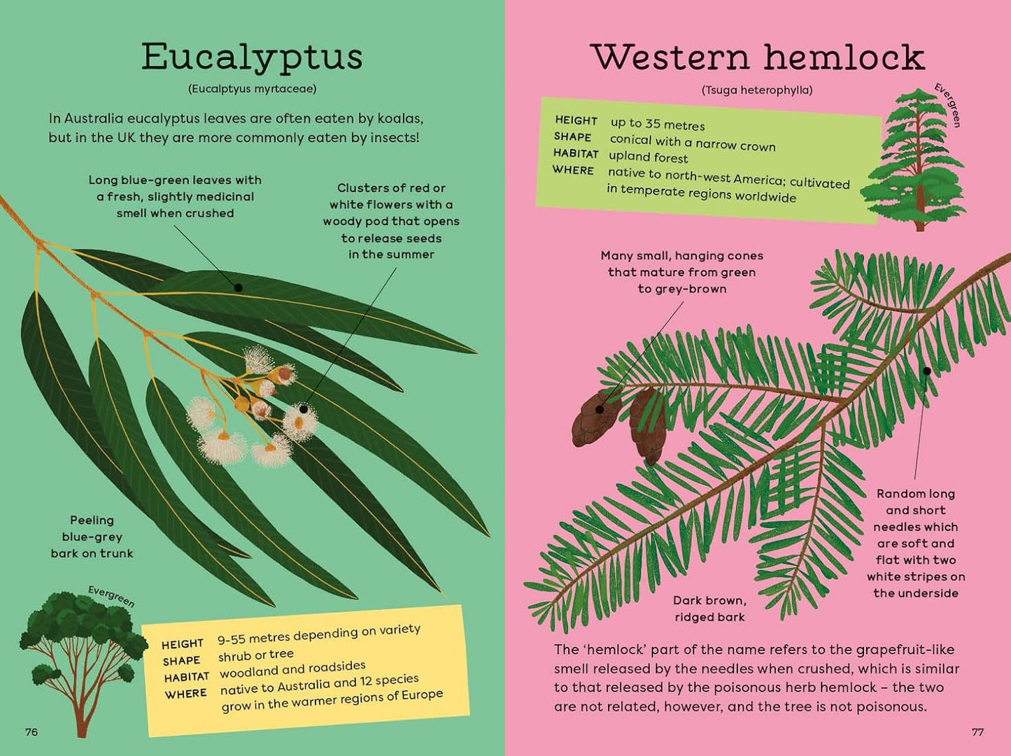National Trust: Out and About: Tree Explorer: A children's guide to 60 different trees