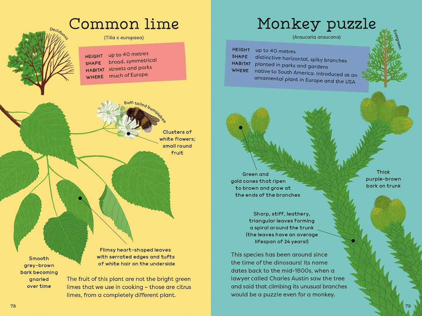 National Trust: Out and About: Tree Explorer: A children's guide to 60 different trees