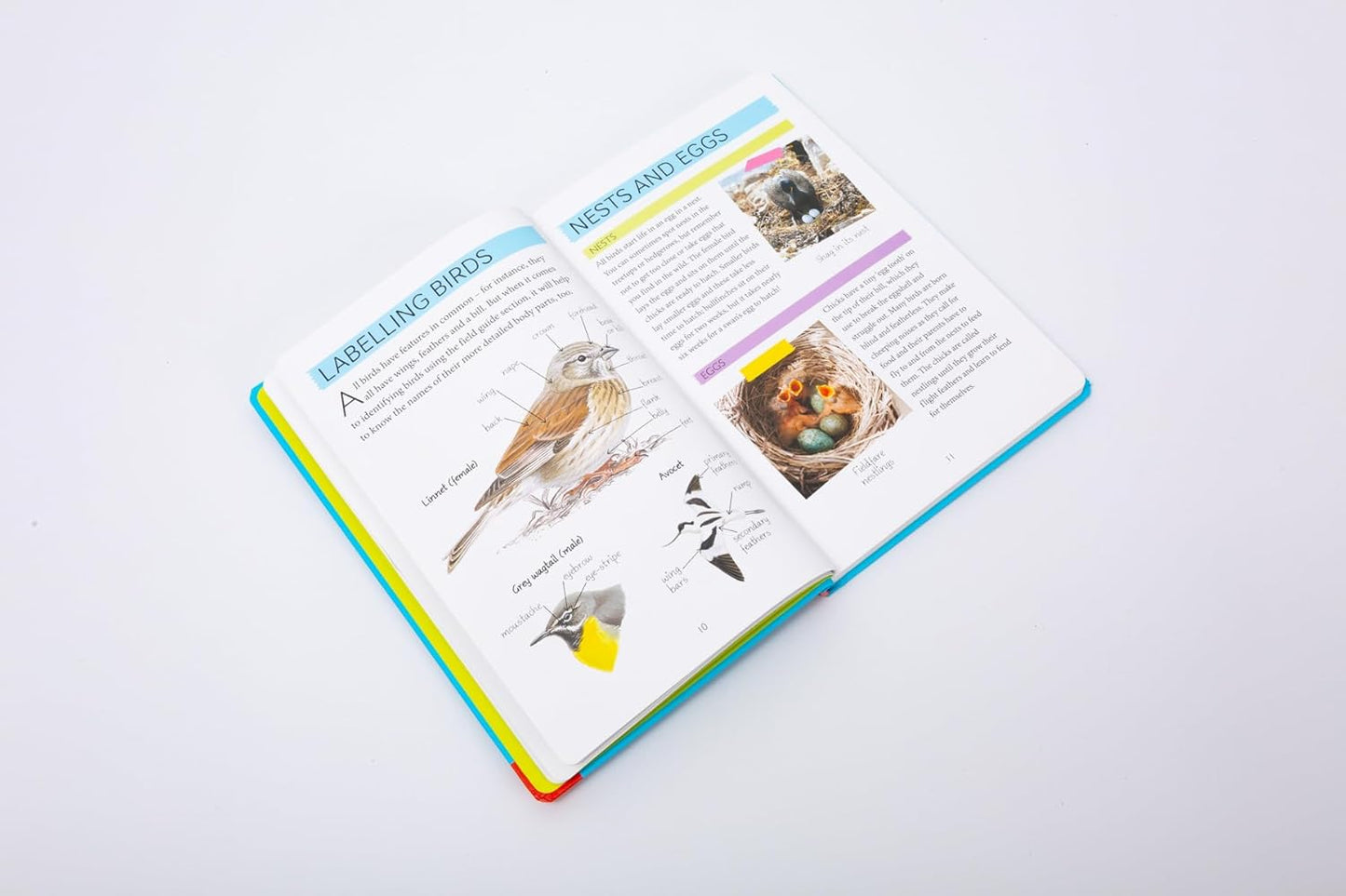 National Trust: Out and About Bird Spotter - A children's guide to over 100 different birds