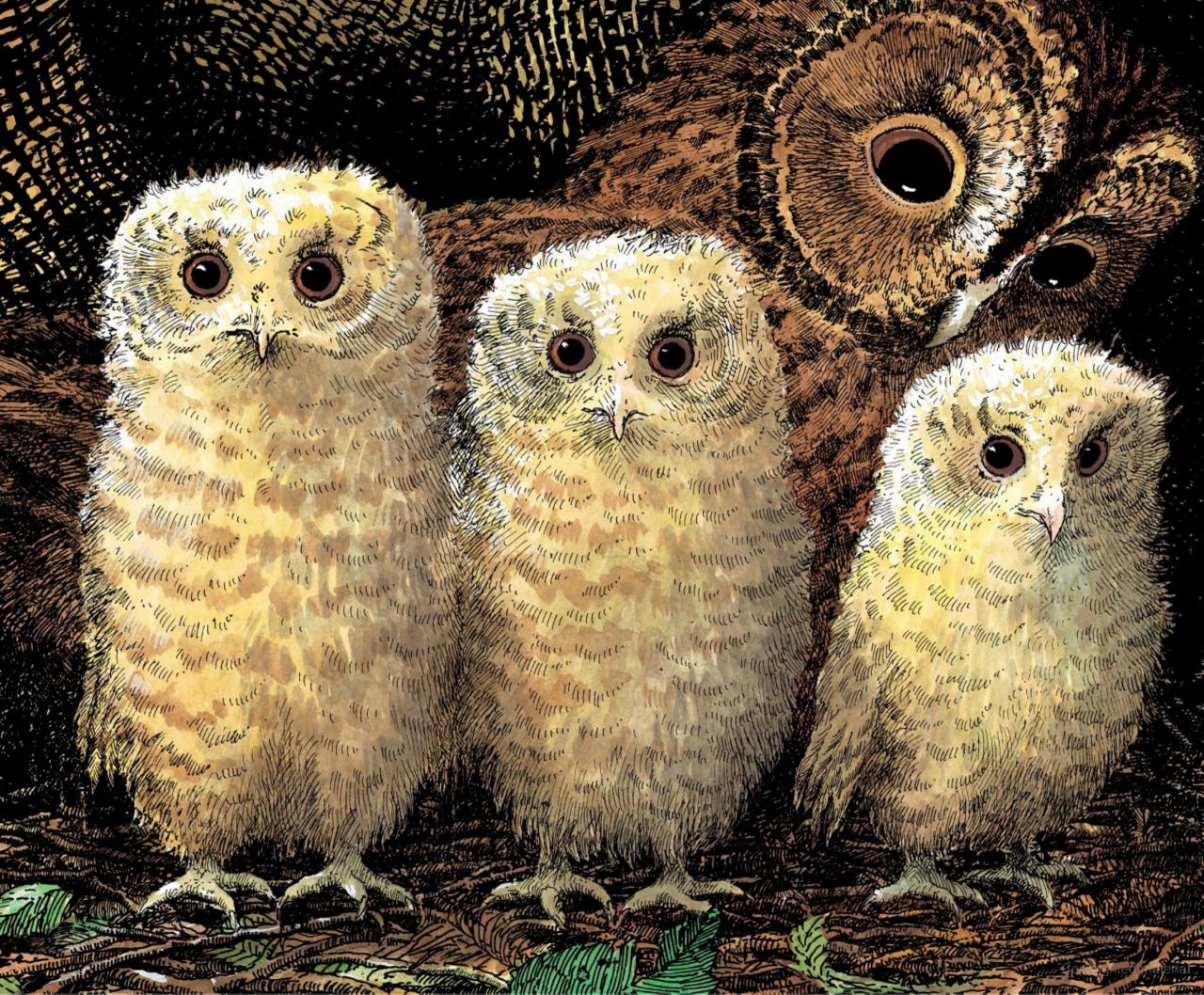 Owl Babies