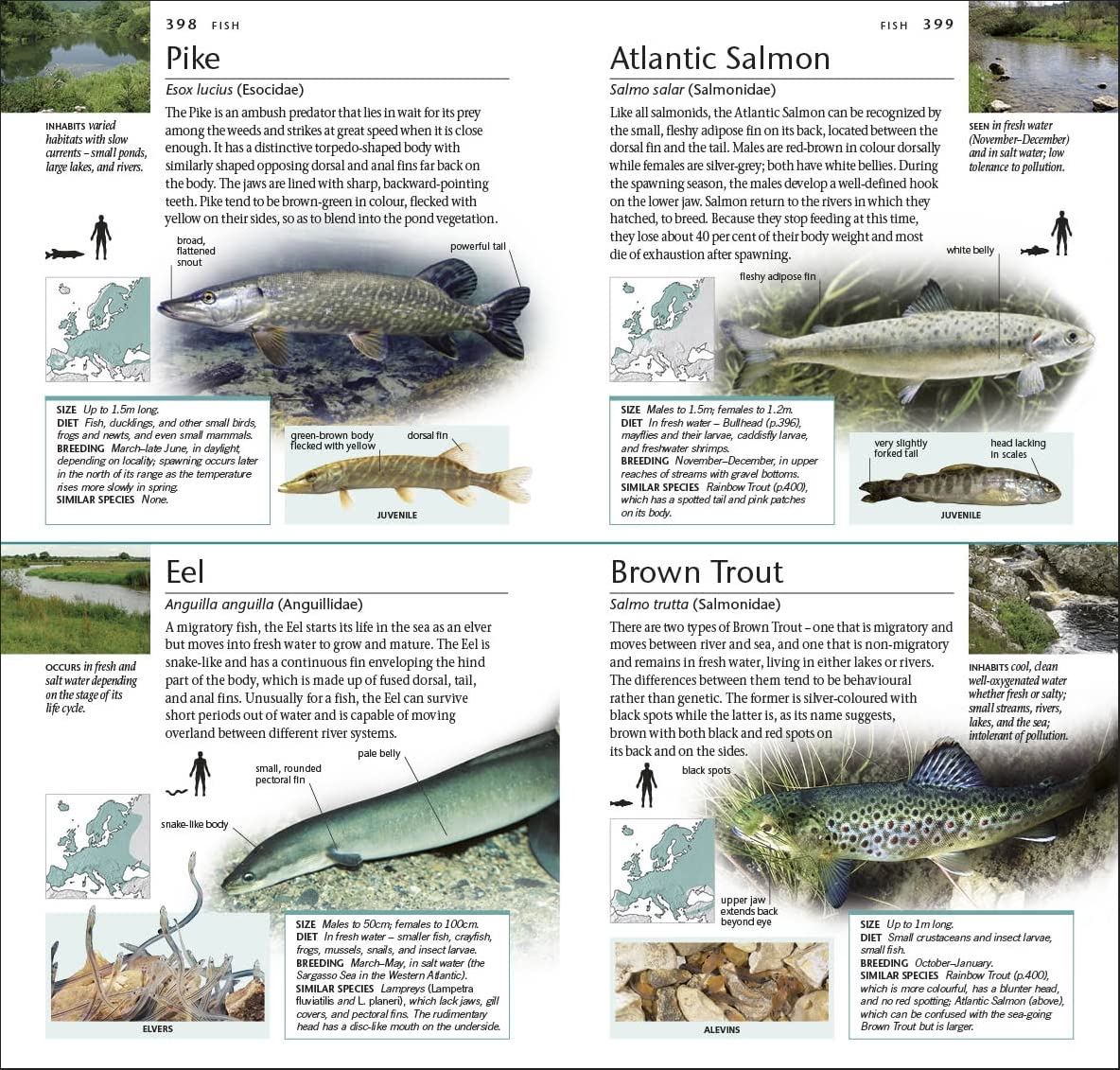 Pocket Nature Wildlife of Britain and Ireland: A unique Photographic Guide