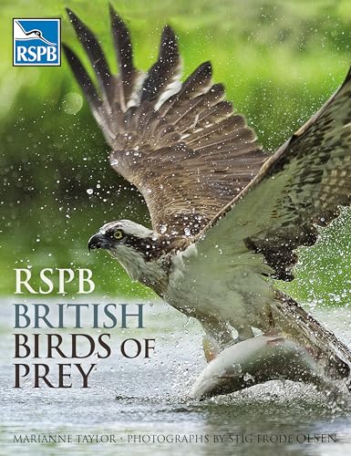 Photograph of an Osprey bird catching a fish on a lake RSPB