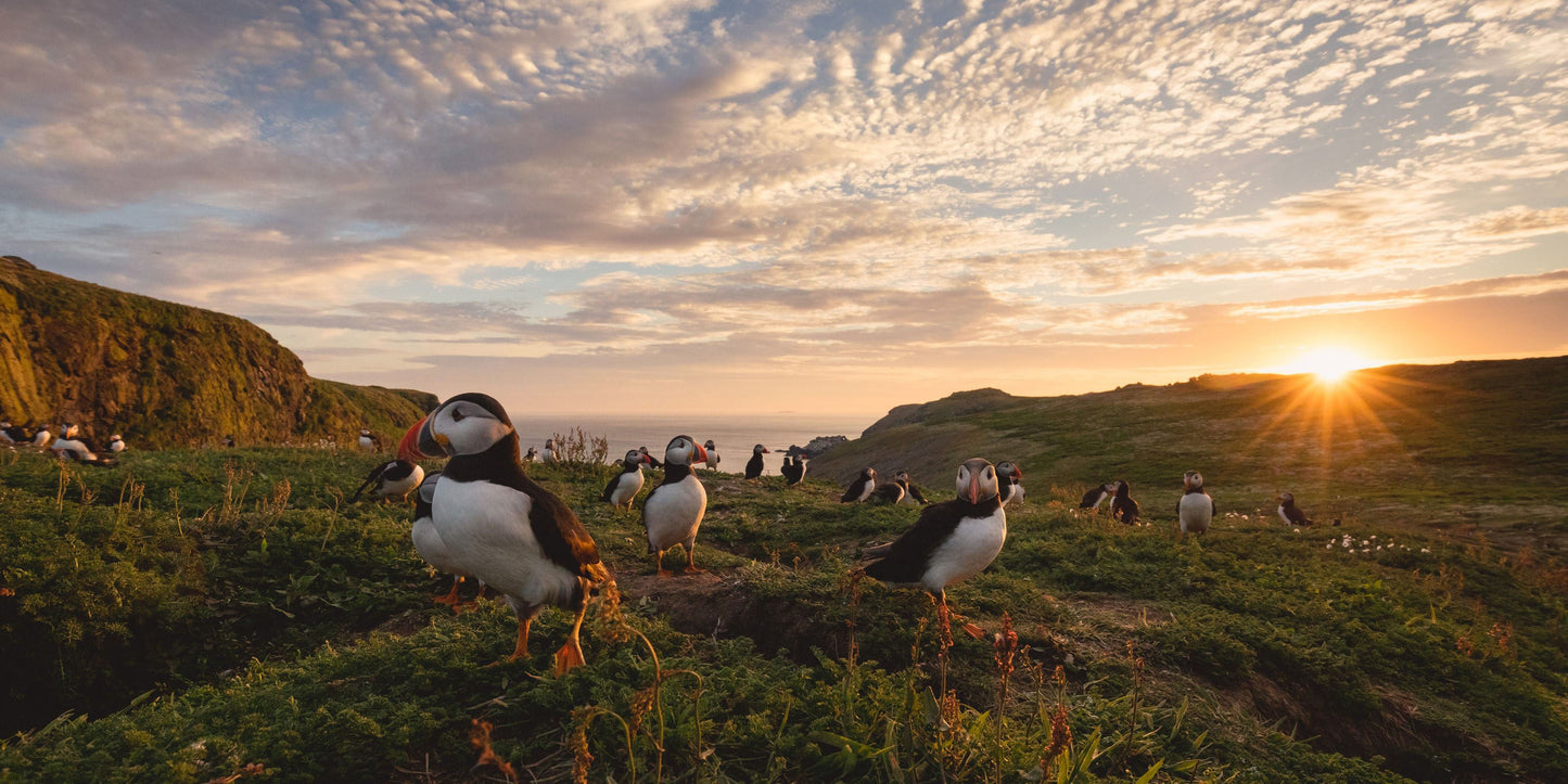 The Puffin Book