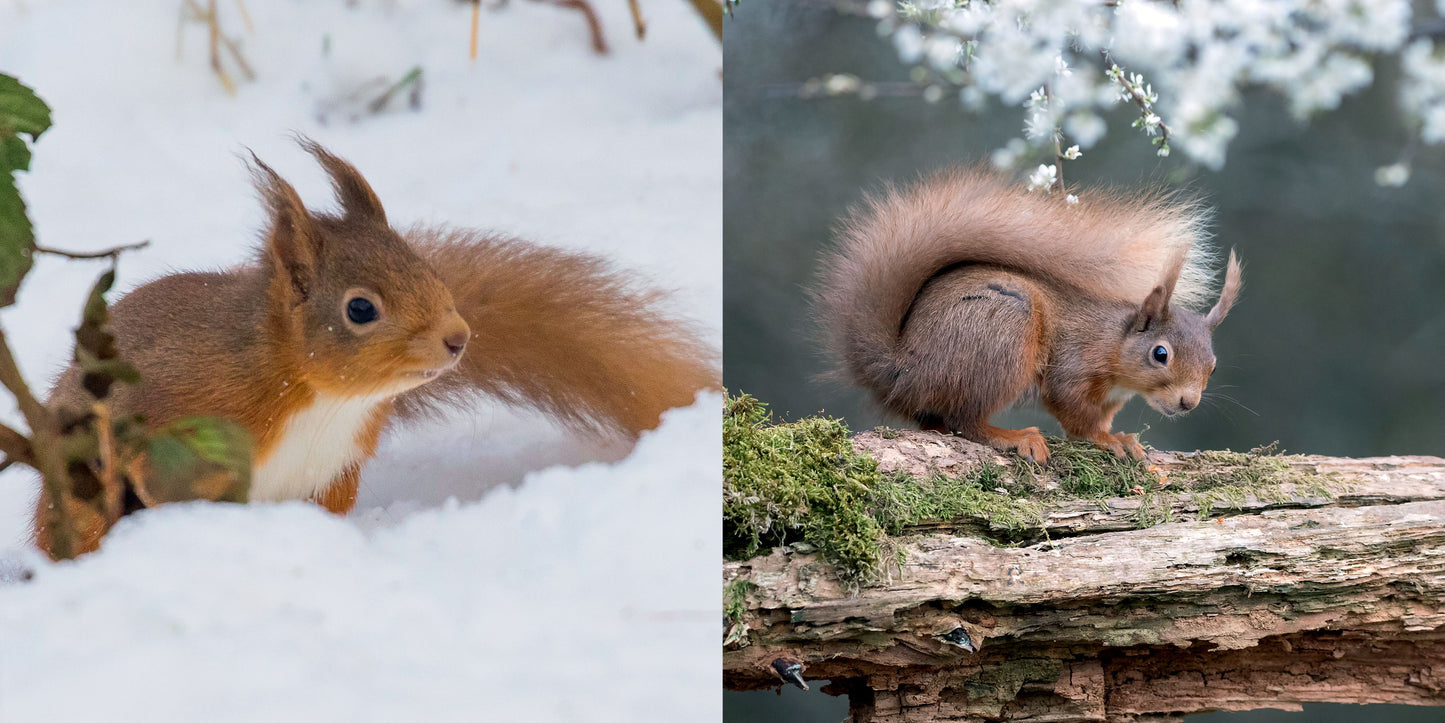The Red Squirrel Book