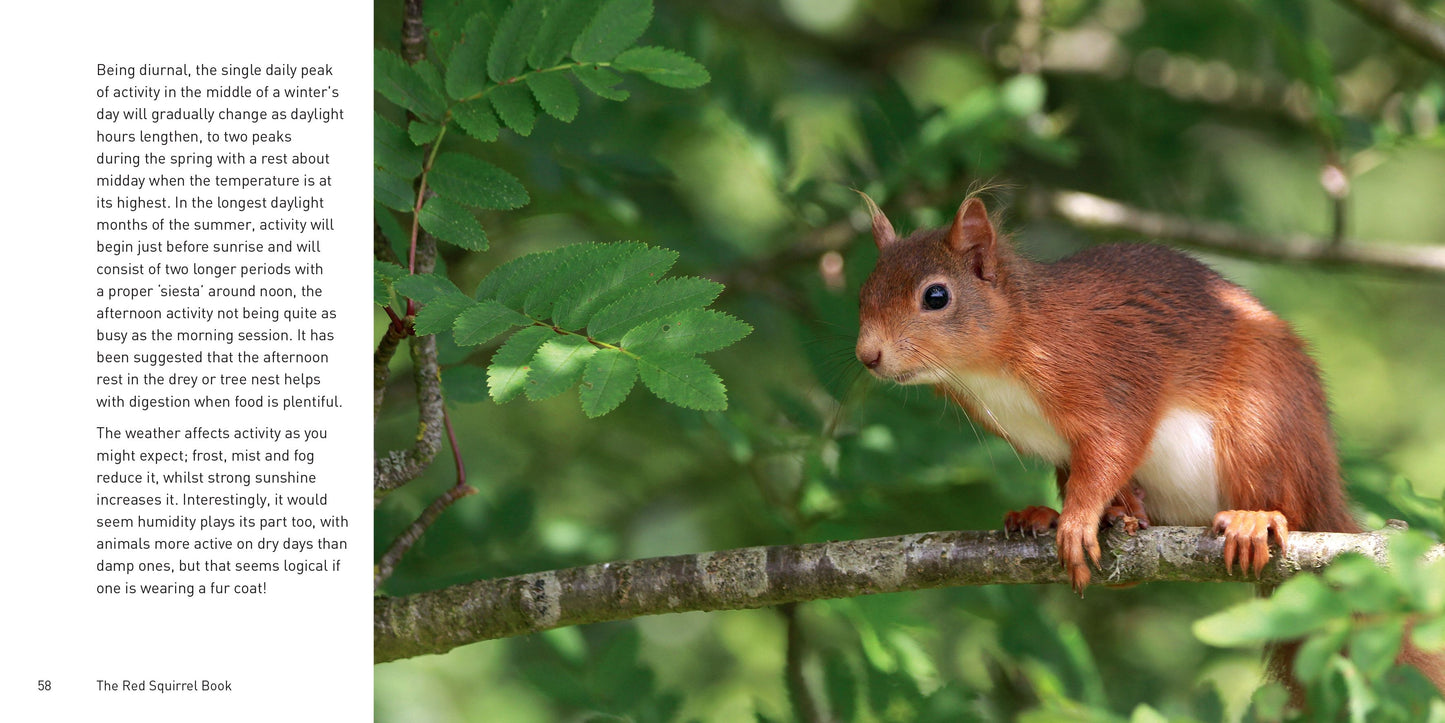 The Red Squirrel Book