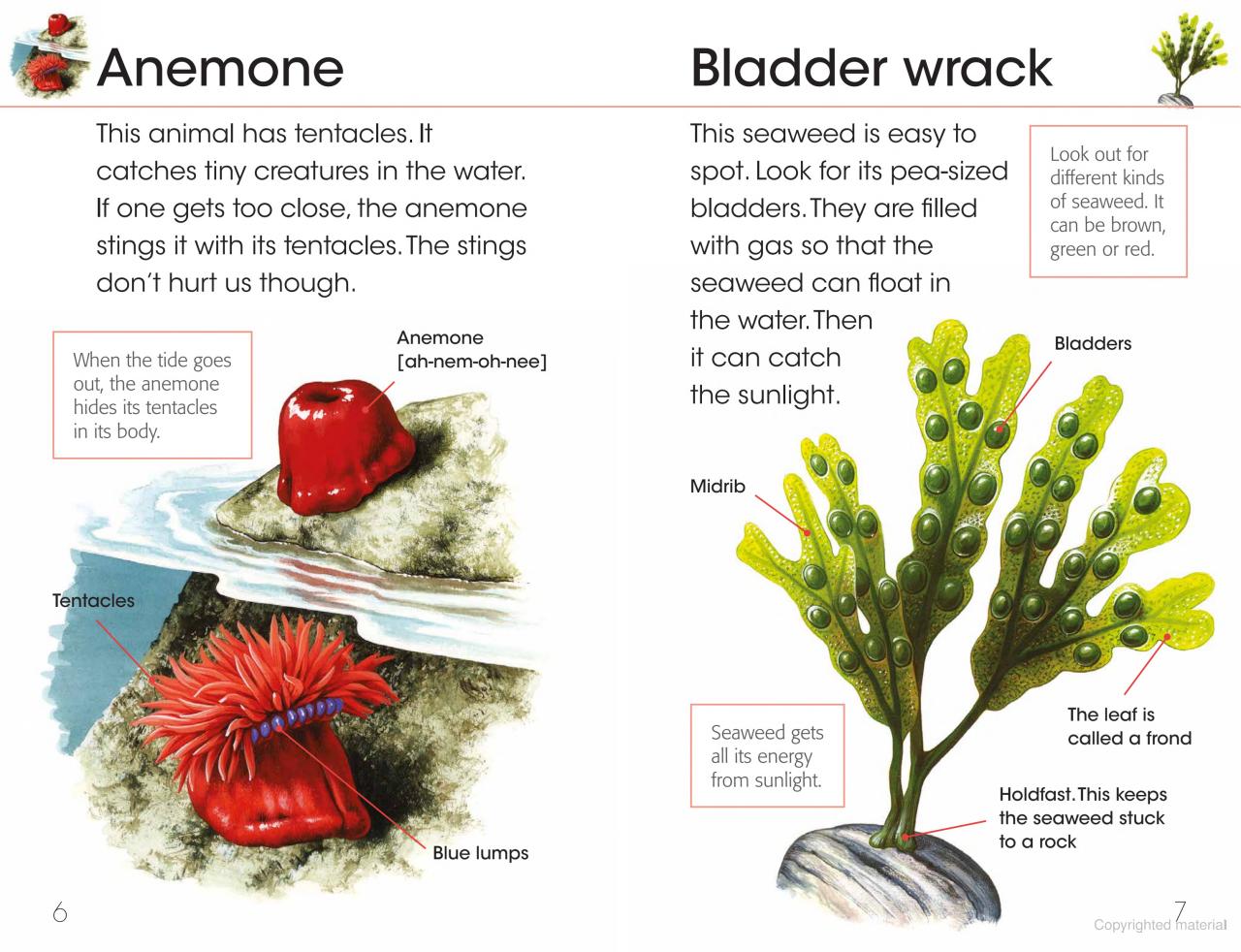 RSPB First Book Of The Seashore