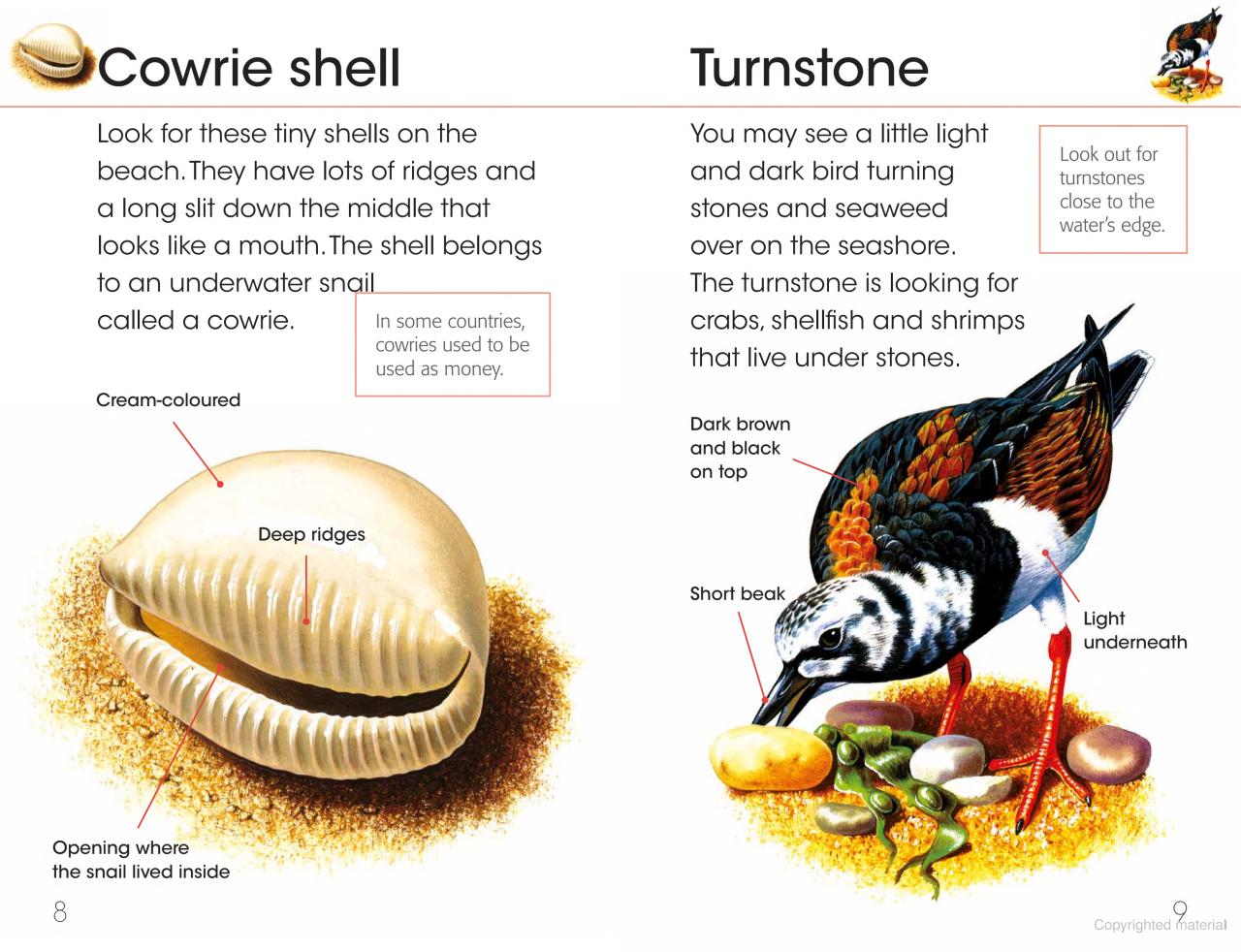 RSPB First Book Of The Seashore