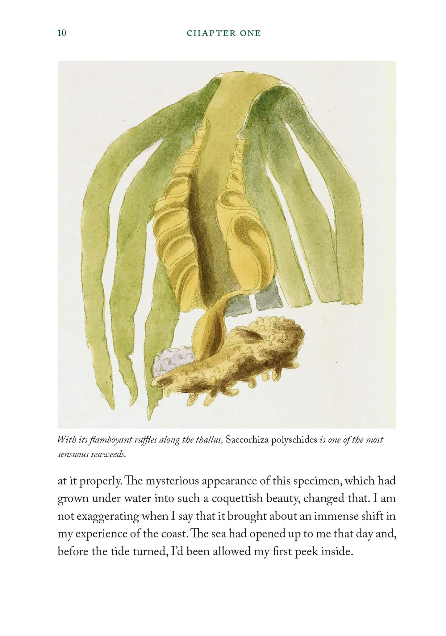 The Seaweed Collector's Handbook