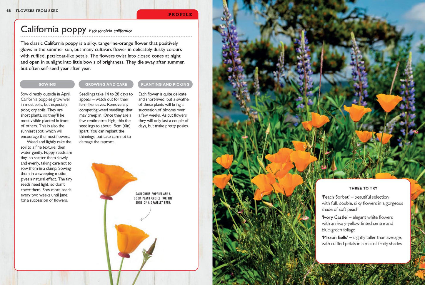 How to Grow Plants from Seeds (RHS)
