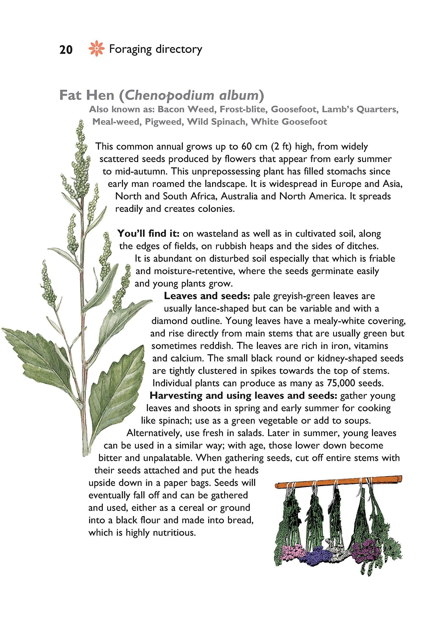Self-Sufficiency: Foraging for Wild Foods