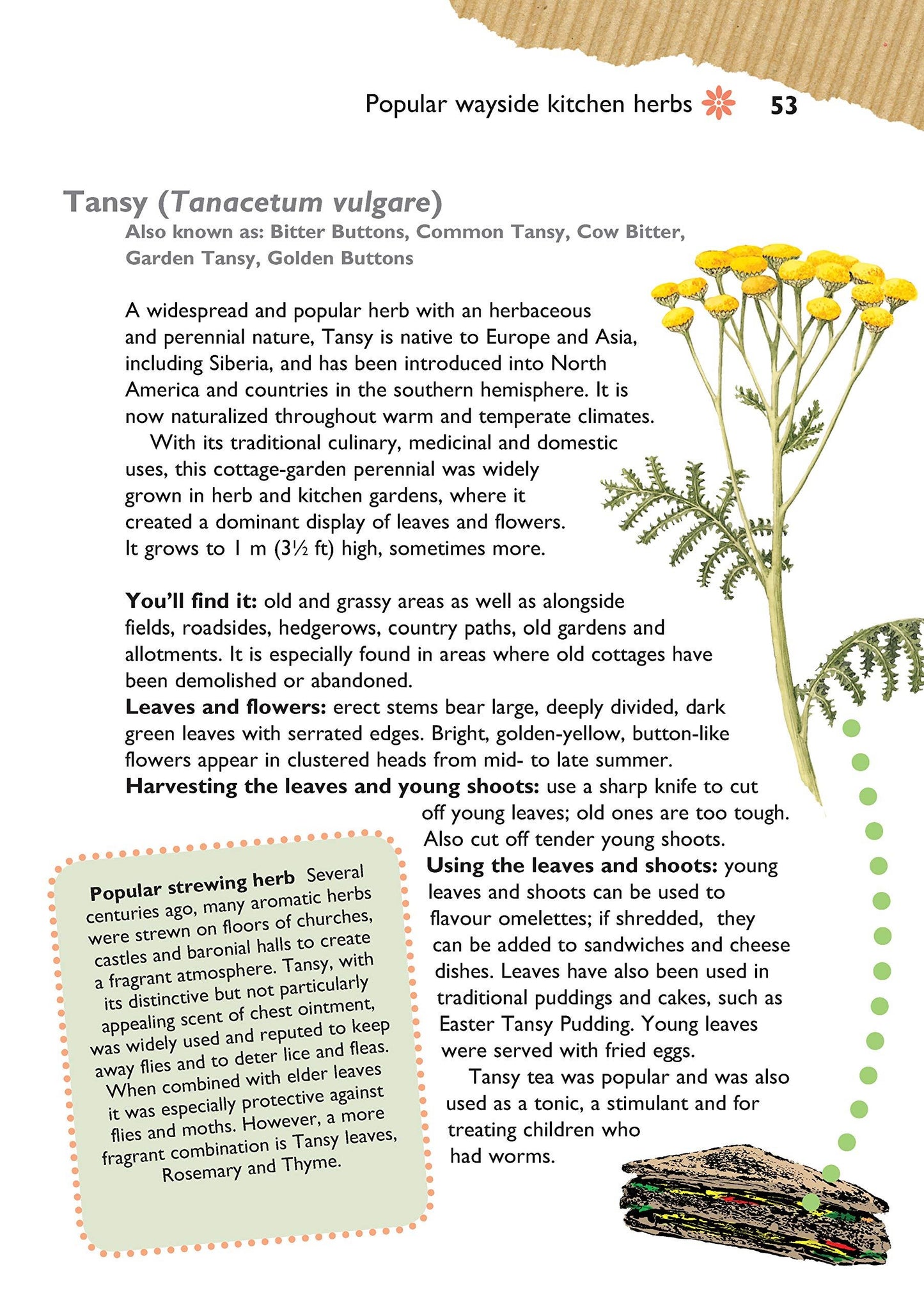 Self-Sufficiency: Foraging for Wild Foods