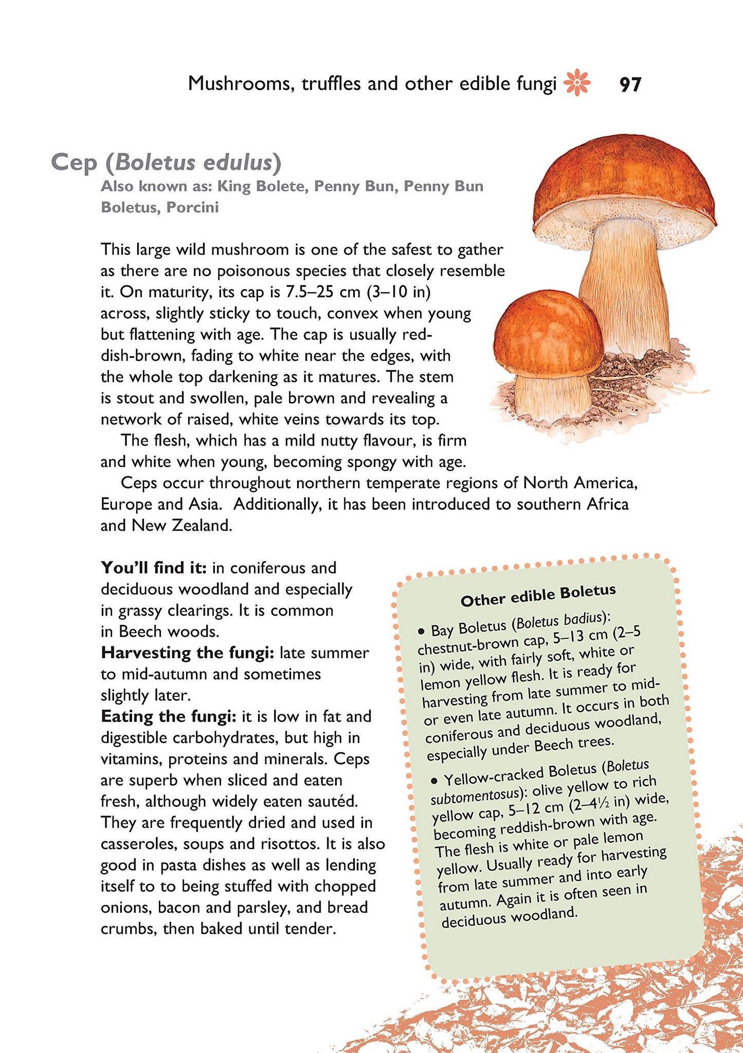 Self-Sufficiency: Foraging for Wild Foods
