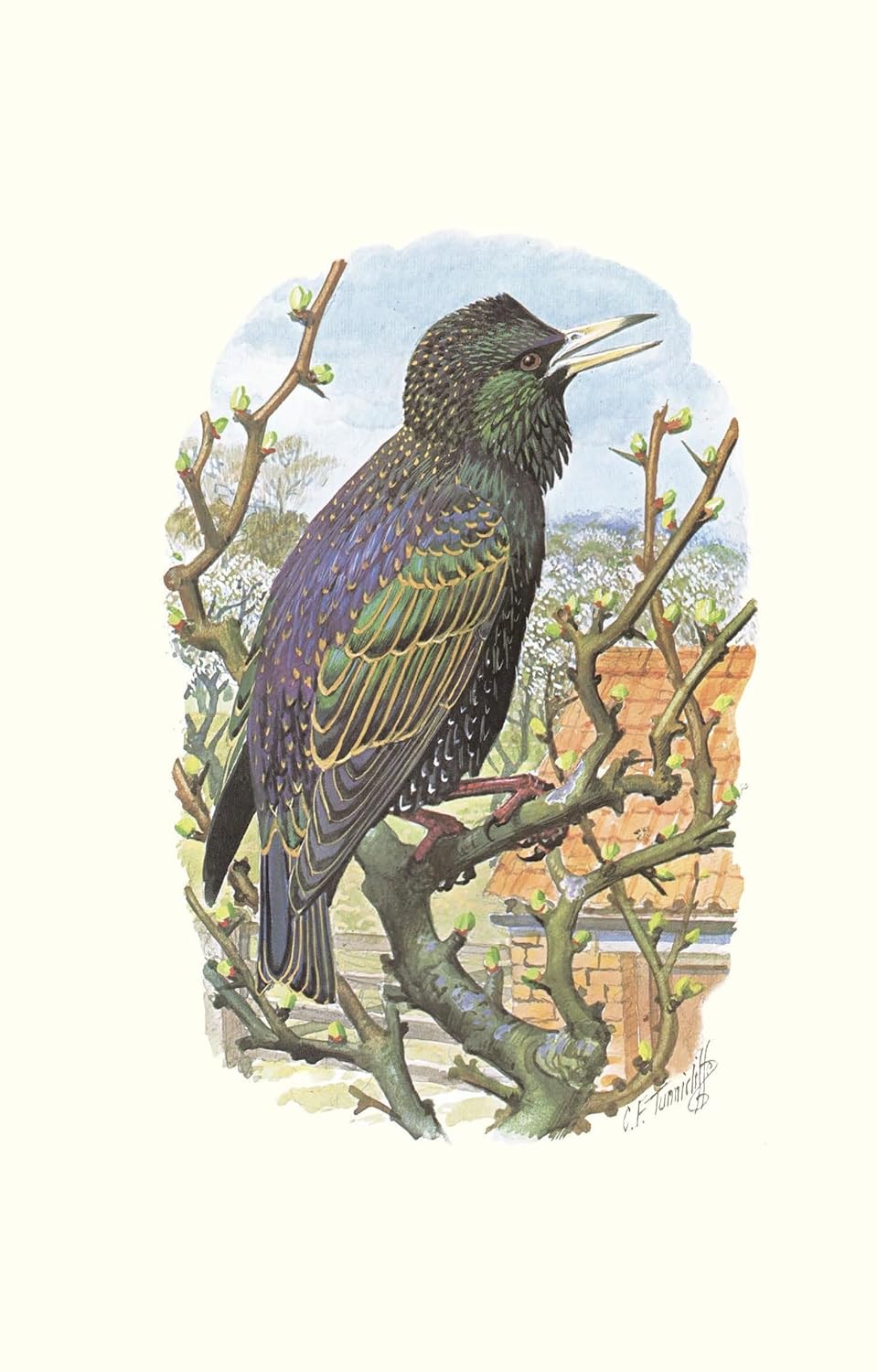The Starling: A Biography - BBC Wildlife, *Books of the Year*