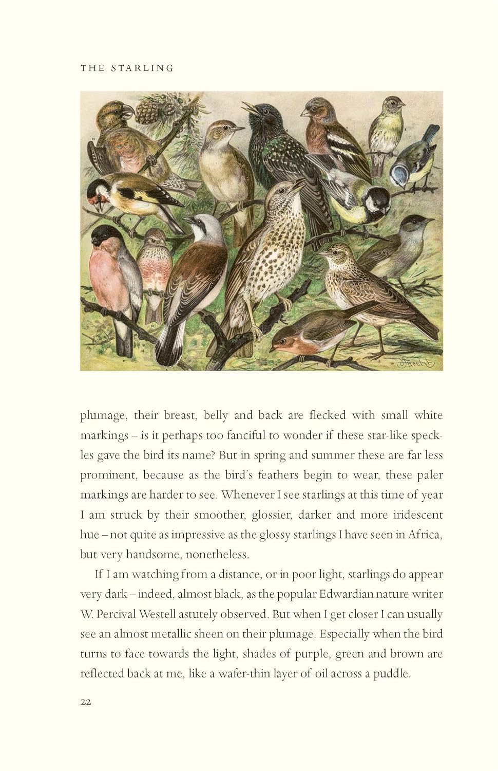 The Starling: A Biography - BBC Wildlife, *Books of the Year*