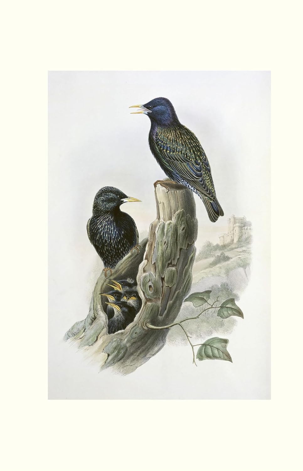 The Starling: A Biography - BBC Wildlife, *Books of the Year*
