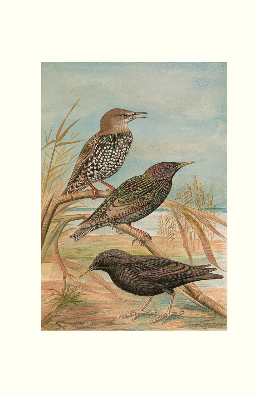 The Starling: A Biography - BBC Wildlife, *Books of the Year*