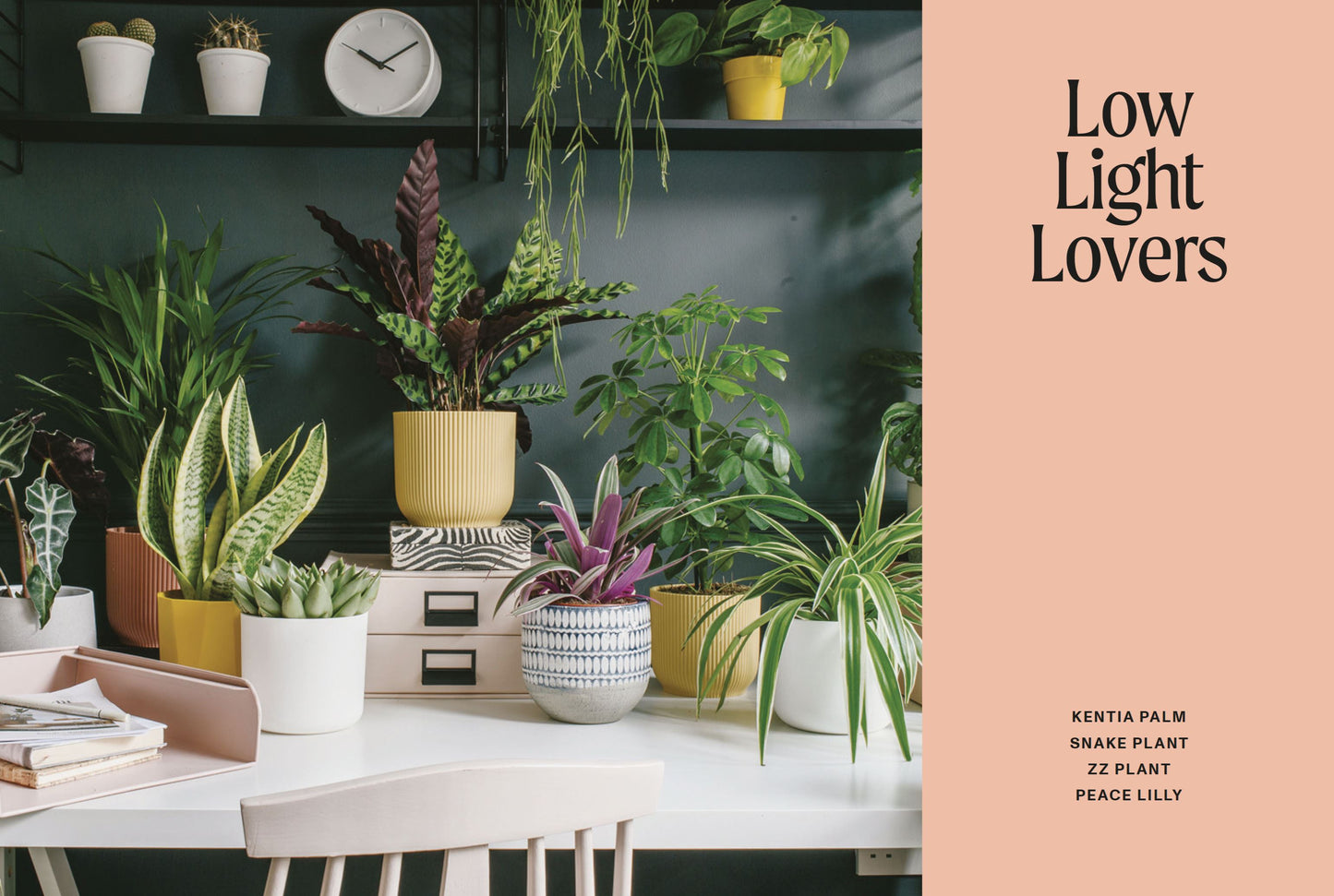 The Unkillables: 40 Resilient Houseplants