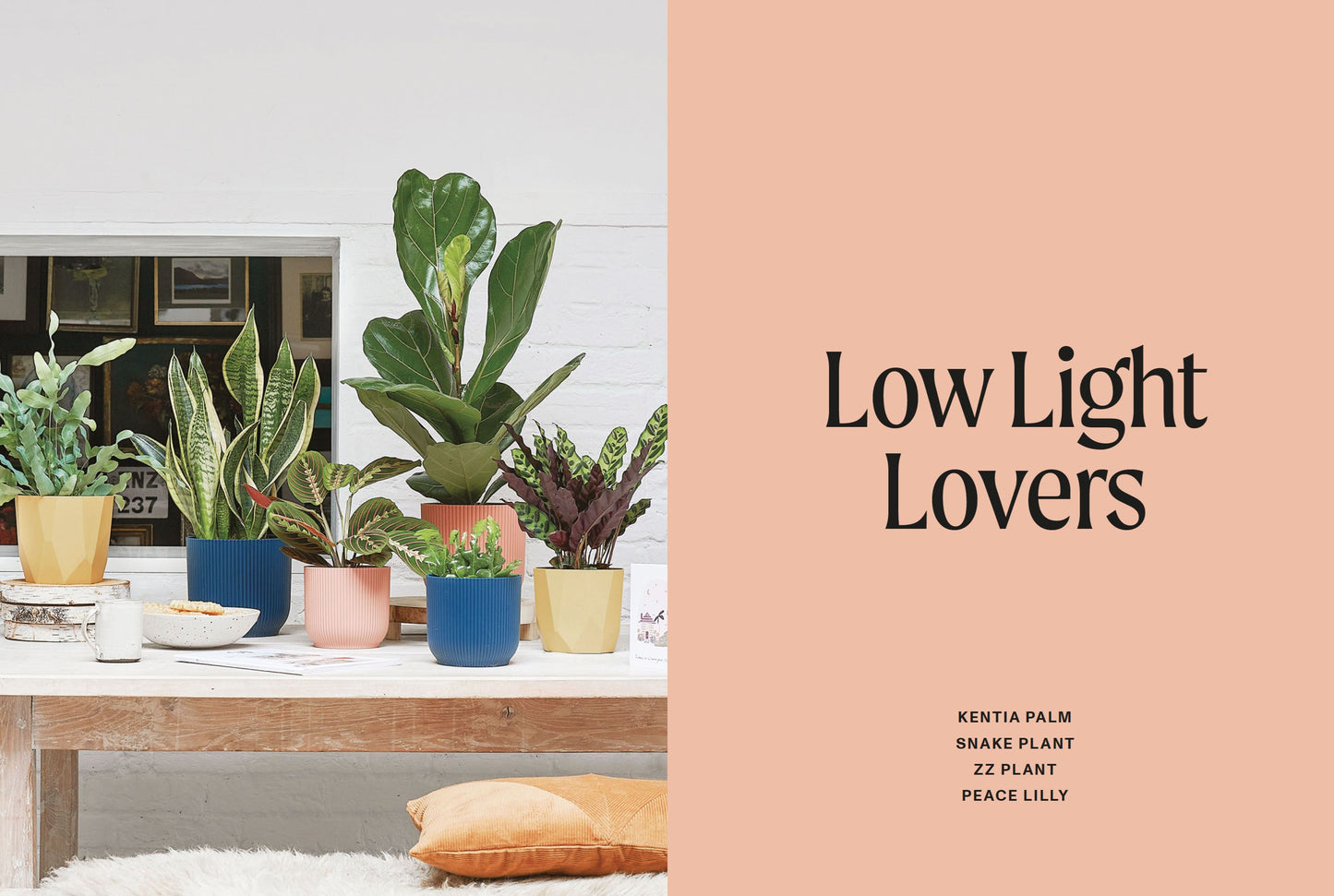 The Unkillables: 40 Resilient Houseplants