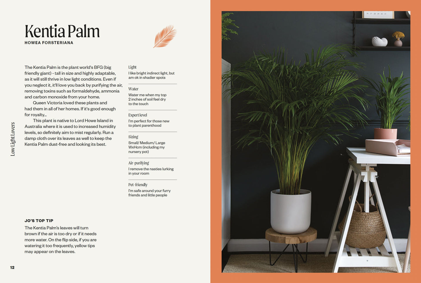 The Unkillables: 40 Resilient Houseplants