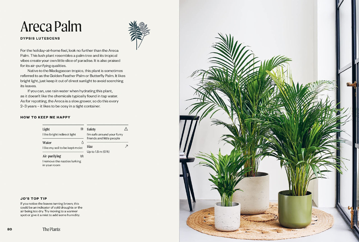The Unkillables: 40 Resilient Houseplants
