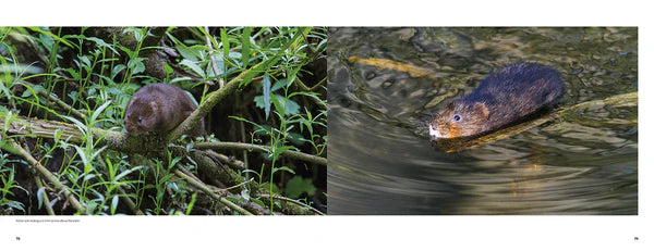 The Water Vole: The Story of One of Britain's Most Endangered Mammals