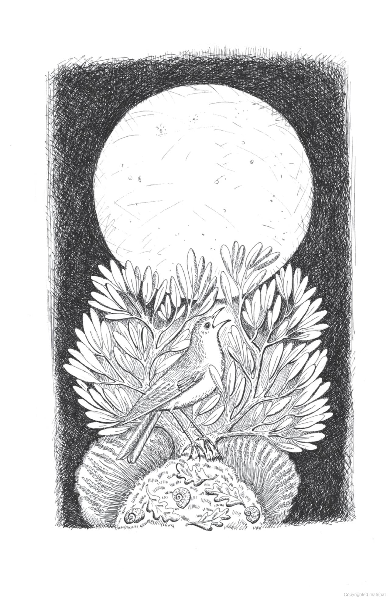 Whistling in the Dark: In Pursuit of the Nightingale