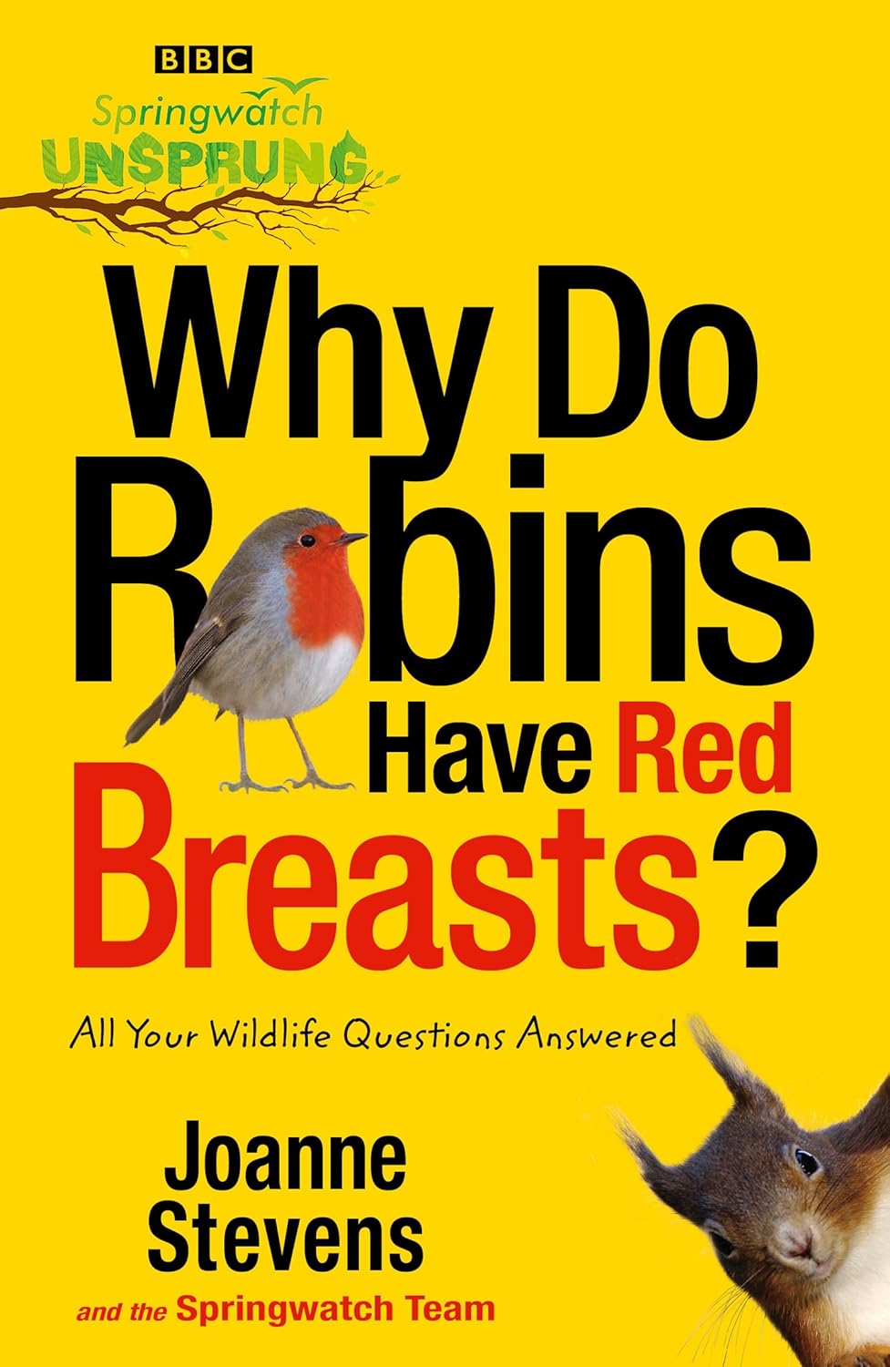 Why Do Robins Have Red Breasts? All your Wildlife Questions Answered! (Used)