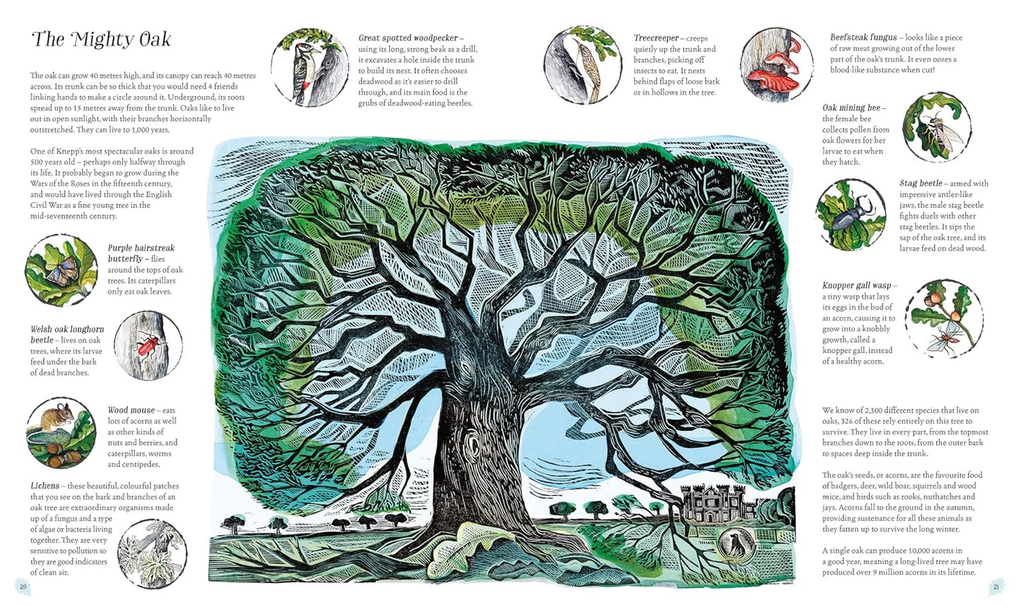 Wilding: How to Bring Wildlife Back - an Illustrated Guide