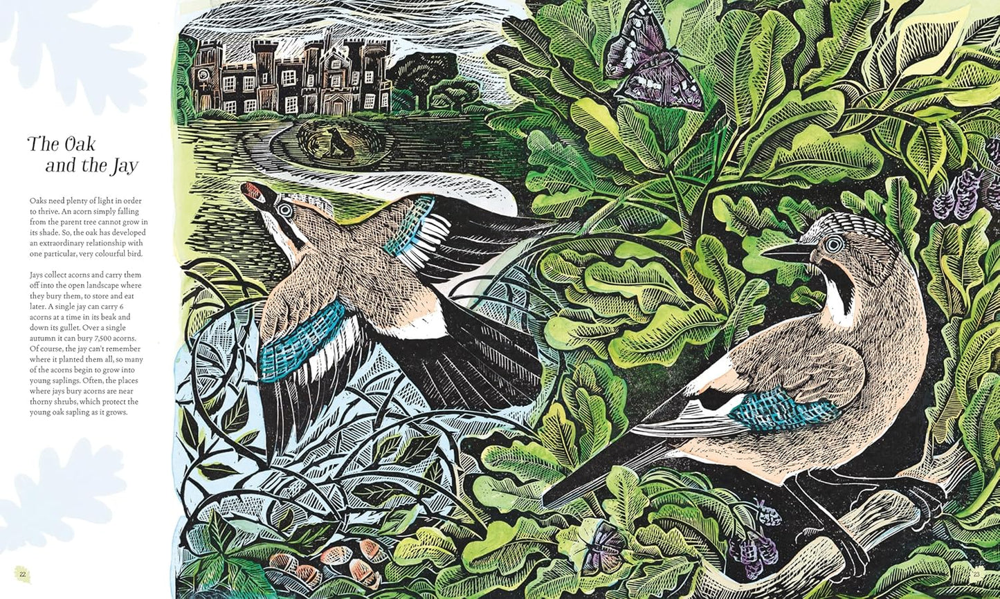 Wilding: How to Bring Wildlife Back - an Illustrated Guide