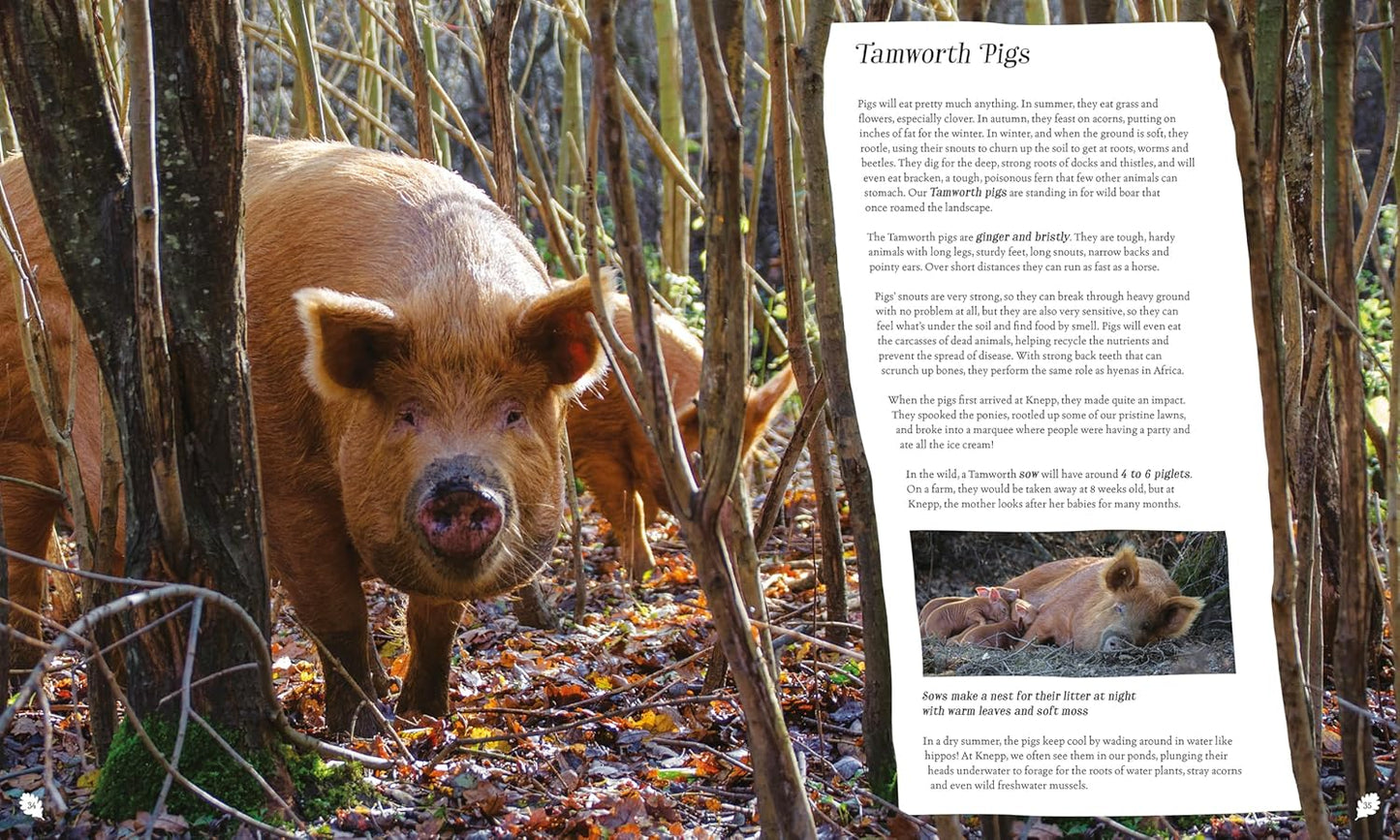Wilding: How to Bring Wildlife Back - an Illustrated Guide