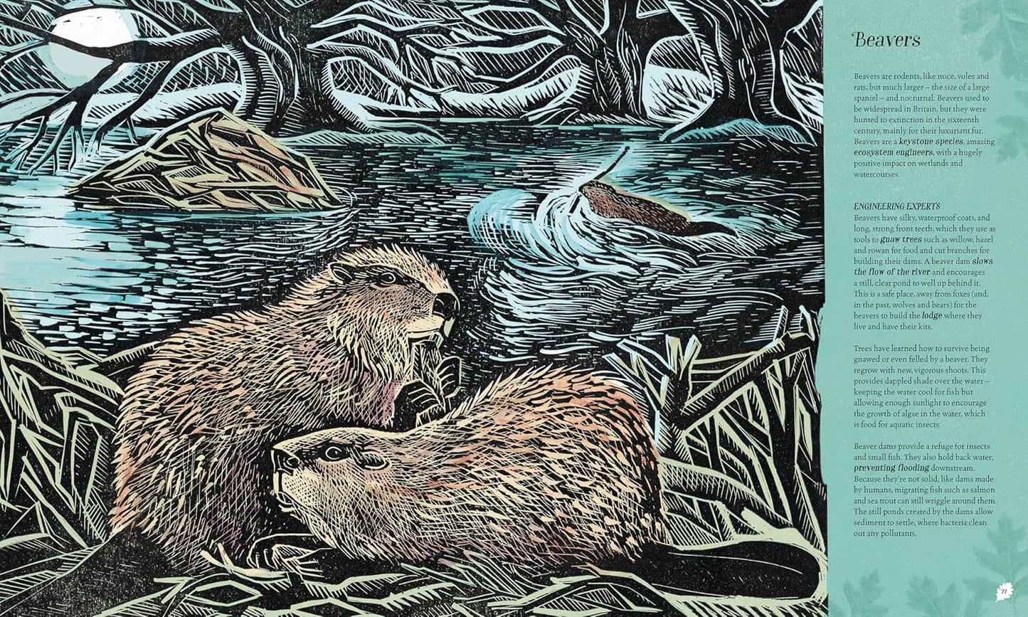 Wilding: How to Bring Wildlife Back - an Illustrated Guide