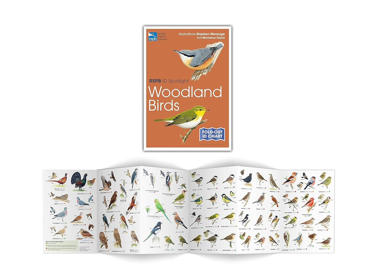 RSPB ID Spotlight - Woodland Birds (Fold-out chart)