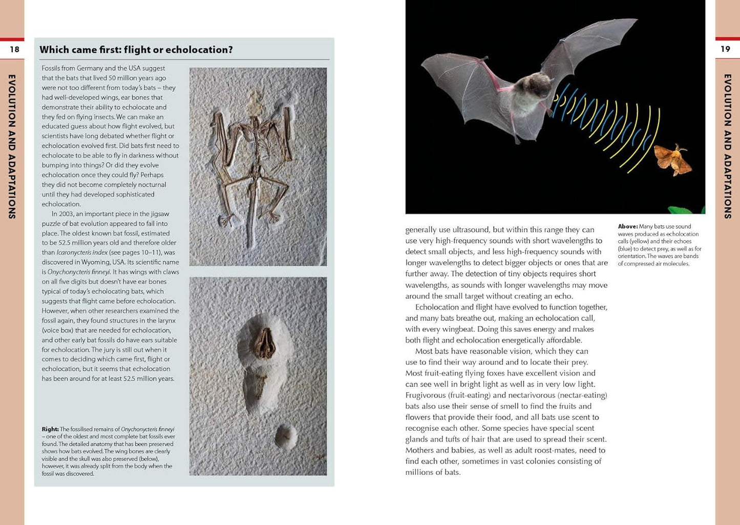 RSPB Spotlight Bats