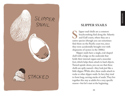 Beach combing (Pocket Nature)