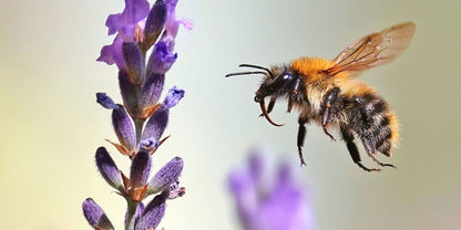 The Bee Book