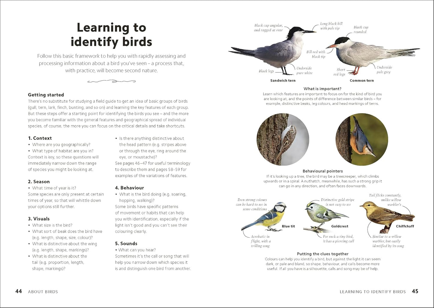 Chris Packham's Birdwatching Guide: From Beginner to Birder