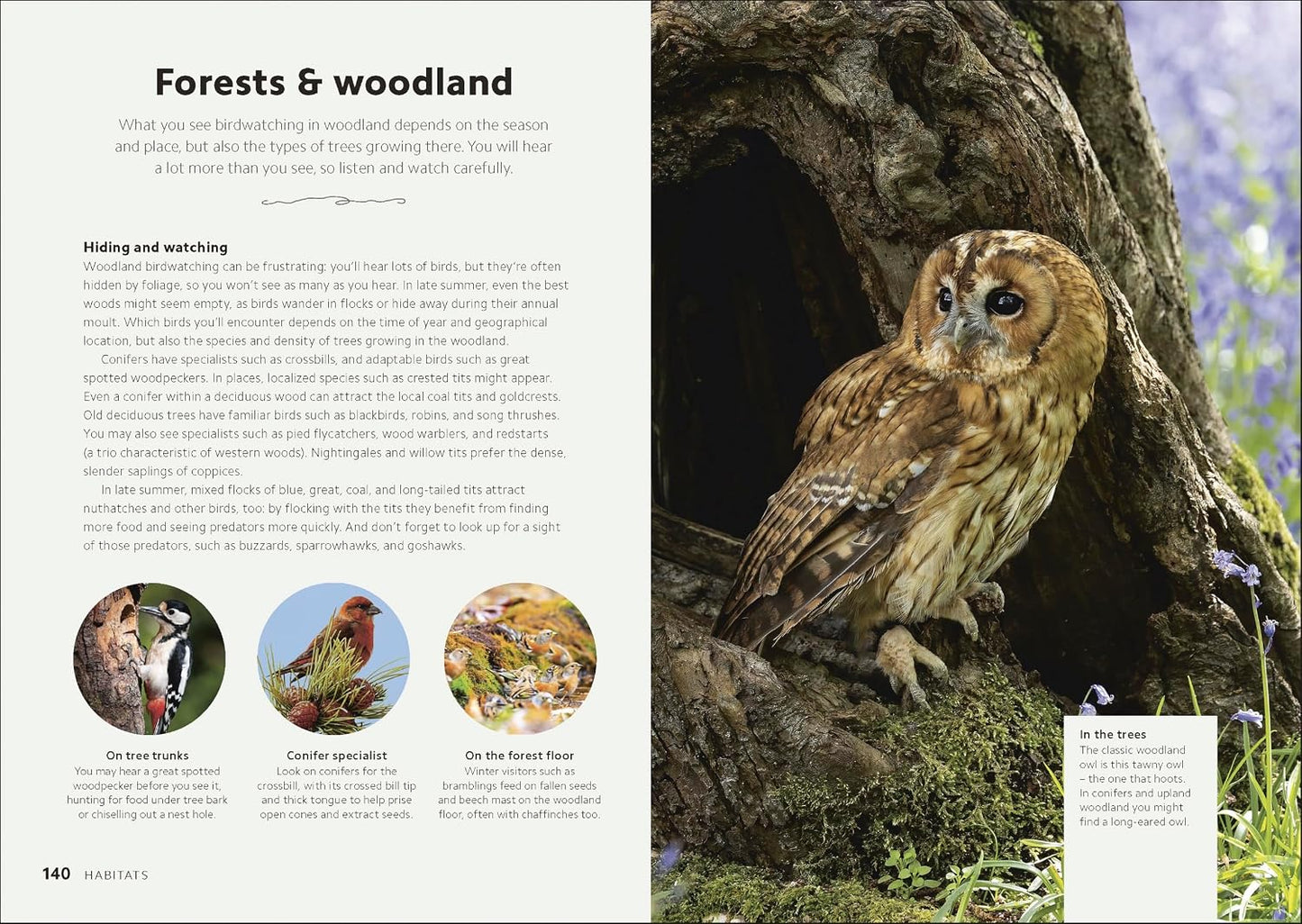 Chris Packham's Birdwatching Guide: From Beginner to Birder