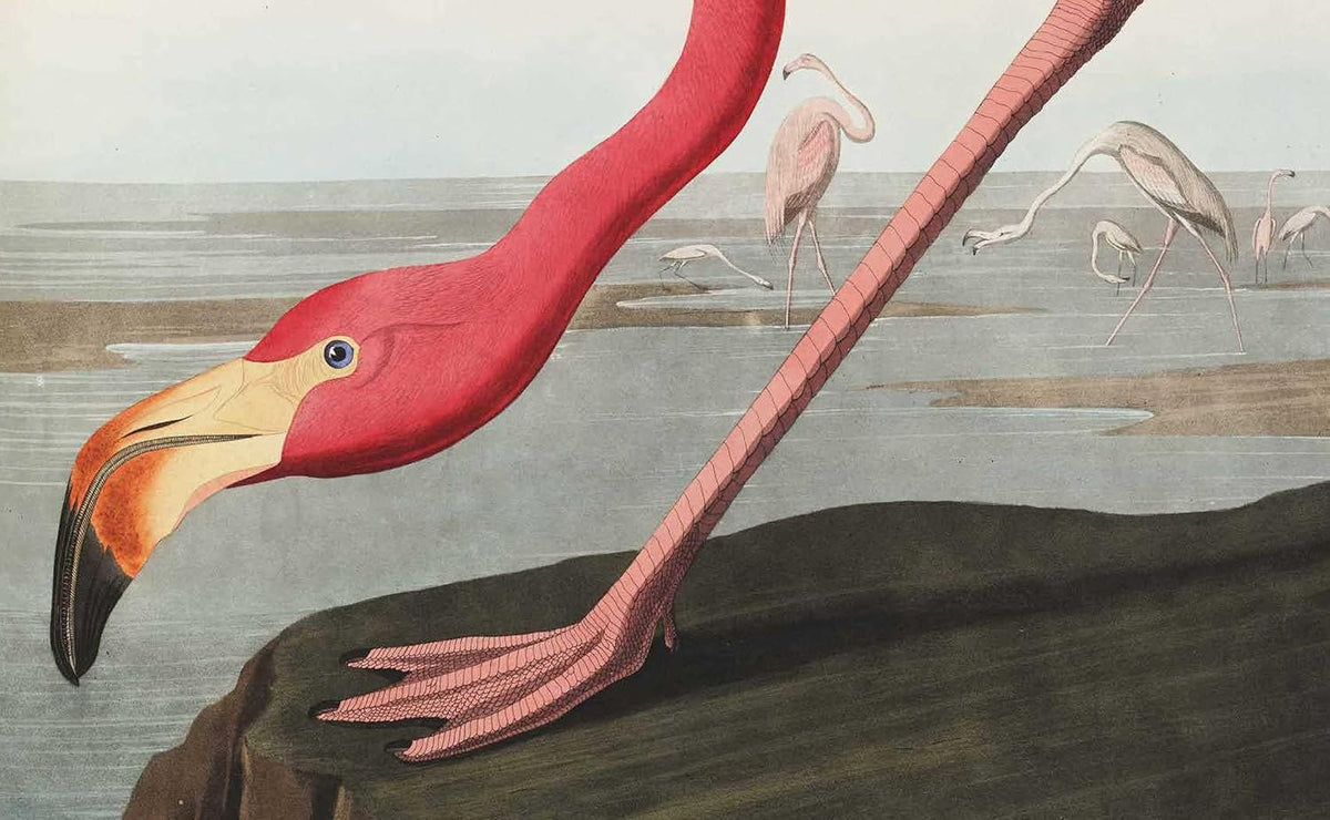 Birds: The Goldfinch, Birds, Art, and Us