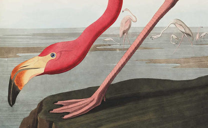 Birds: The Goldfinch, Birds, Art, and Us