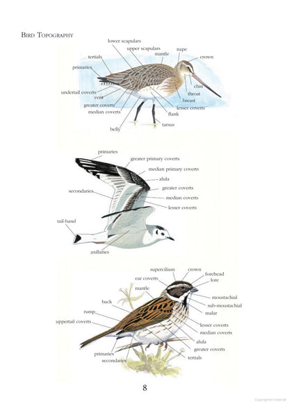 Birds: ID Insights : Identifying the More Difficult Birds of Britain