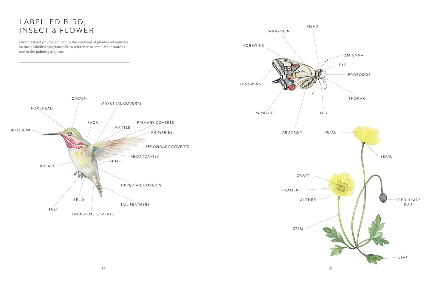 Birds, Bees & Blossoms: A step-by-step guide to botanical and animal watercolour painting