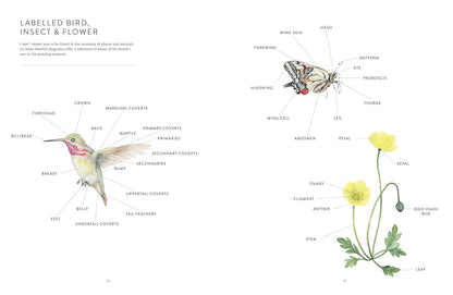 Birds, Bees & Blossoms: A step-by-step guide to botanical and animal watercolour painting