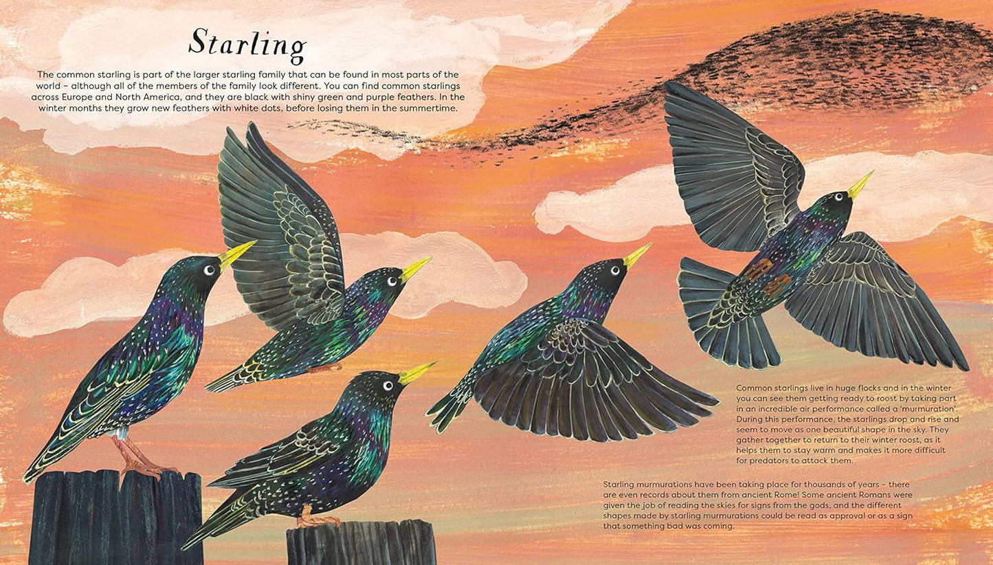 National Trust: Birds of a Feather: Press out and learn about 10 beautiful birds