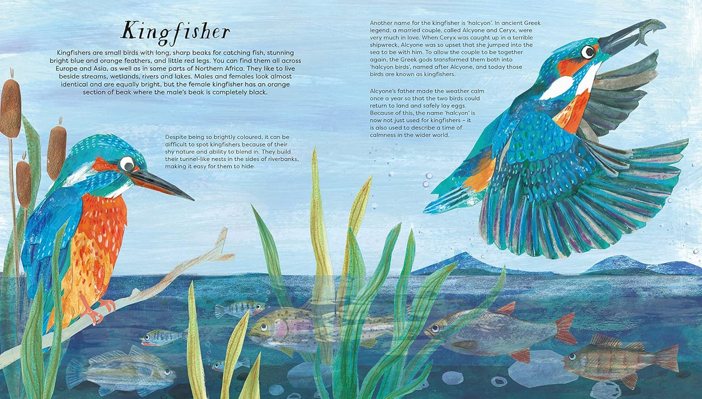 National Trust: Birds of a Feather: Press out and learn about 10 beautiful birds