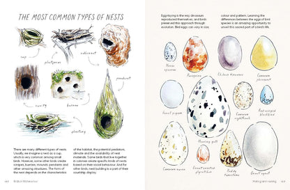 Birds in Watercolour: A Beginner's Guide to Drawing and Painting Birds