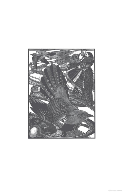 The Curious Life of the Cuckoo