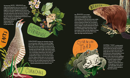 A Wild Child's Guide to Nature at Night: The perfect gift book for young nature lovers