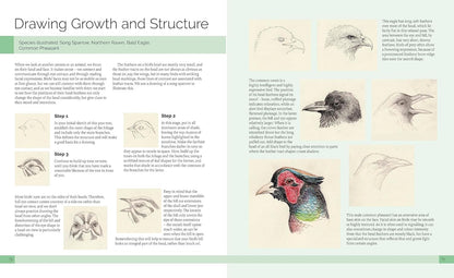 Drawing Birds: A Complete Step-by-Step Guide